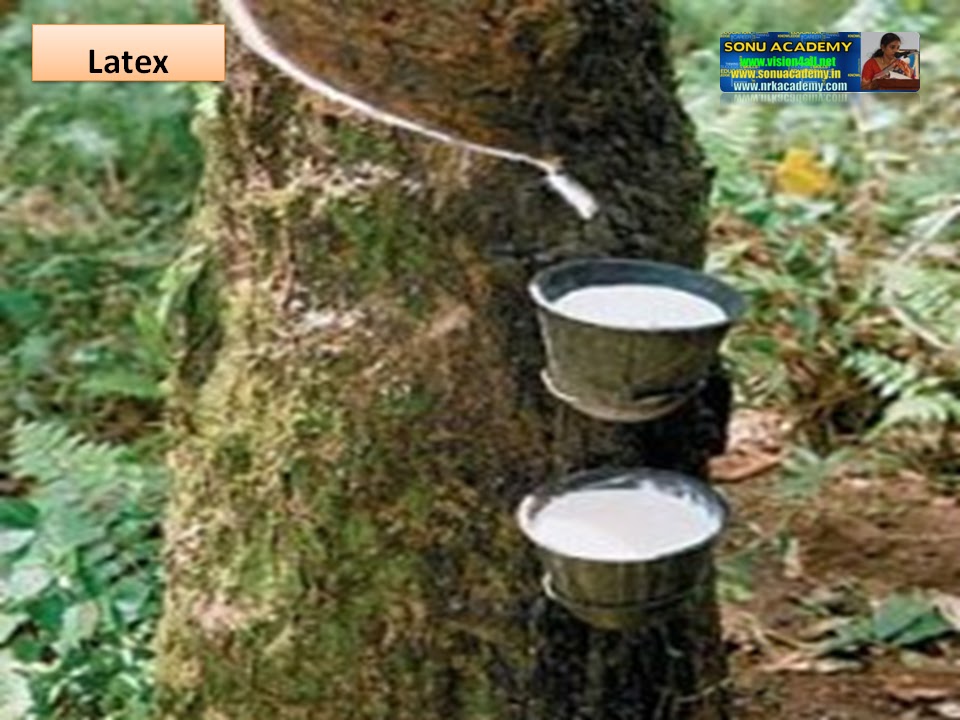 SONU ACADEMY EXCRETION IN PLANTS PART 2TEXT