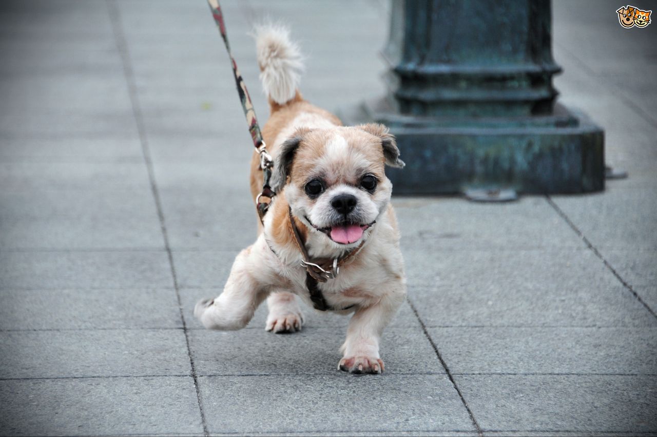 My Dog Has Anxiety On Walks My Dog Has Anxiety On Walks