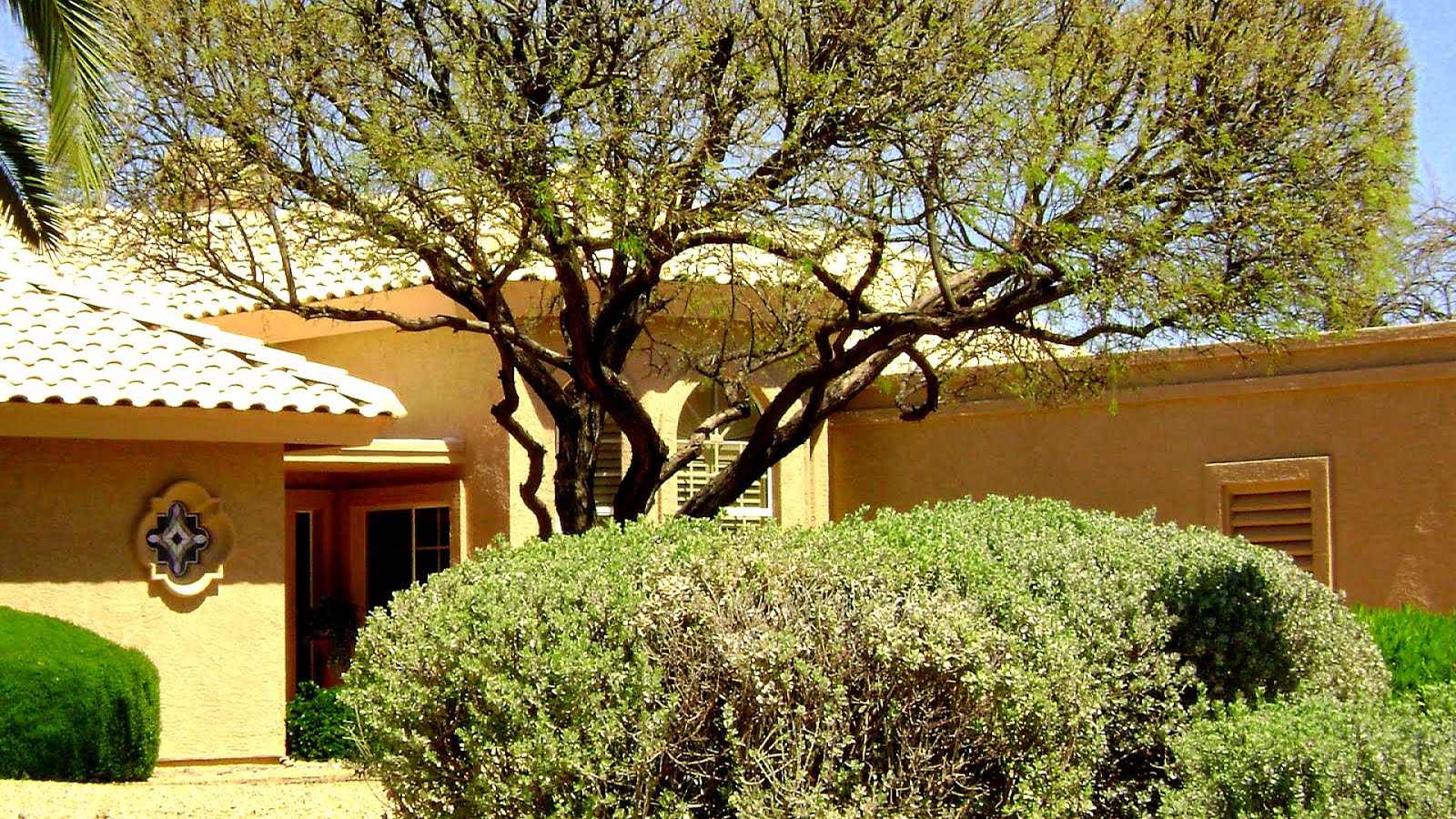 Mesquite Tree Trimming Tree Choices