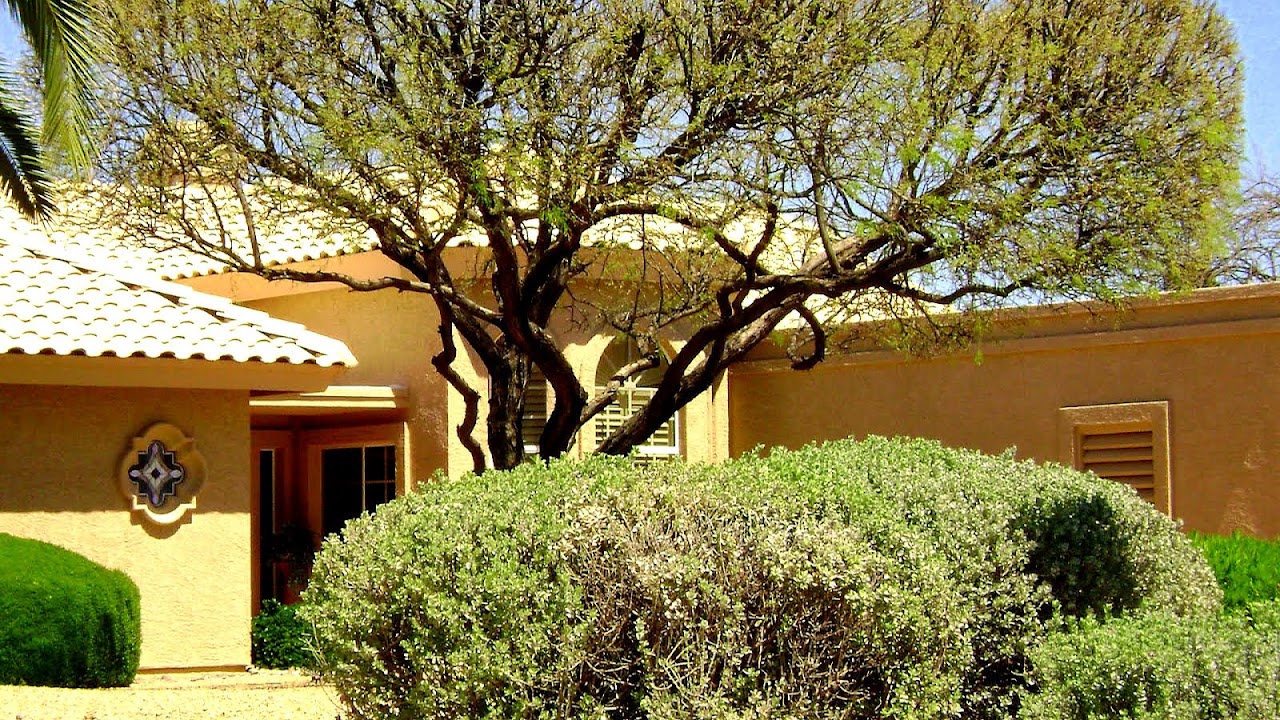 mesquite tree trimming ugly bad velvet branches amimuseum choices had why azplantlady topped