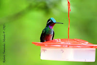 Colibrí montañes gorgimorado, Purple throated Mountain gem, Lampornis calolaemus