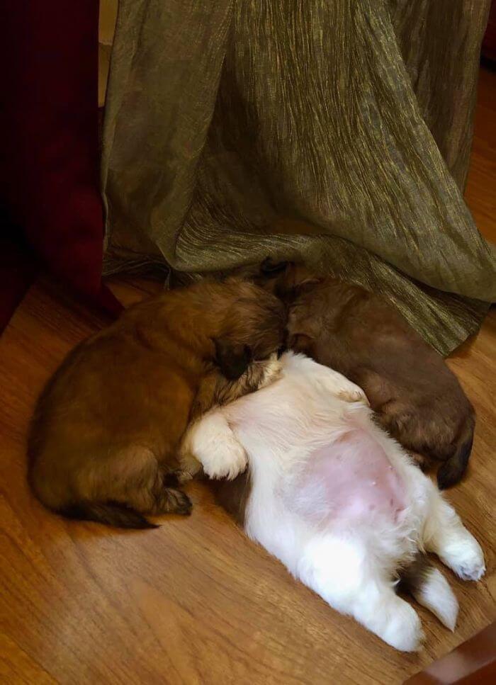 30 Hilariously Adorably Pictures Of Puppy Sleeping As If She Was 'Turned Off' 30 Hilariously Adorably Pictures Of Puppy Sleeping As If She Was 'Turned Off'
