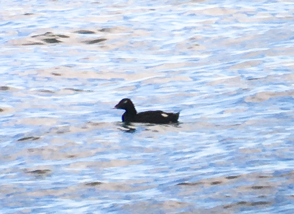 White-winged Scoter - Murcar, Aberdeen