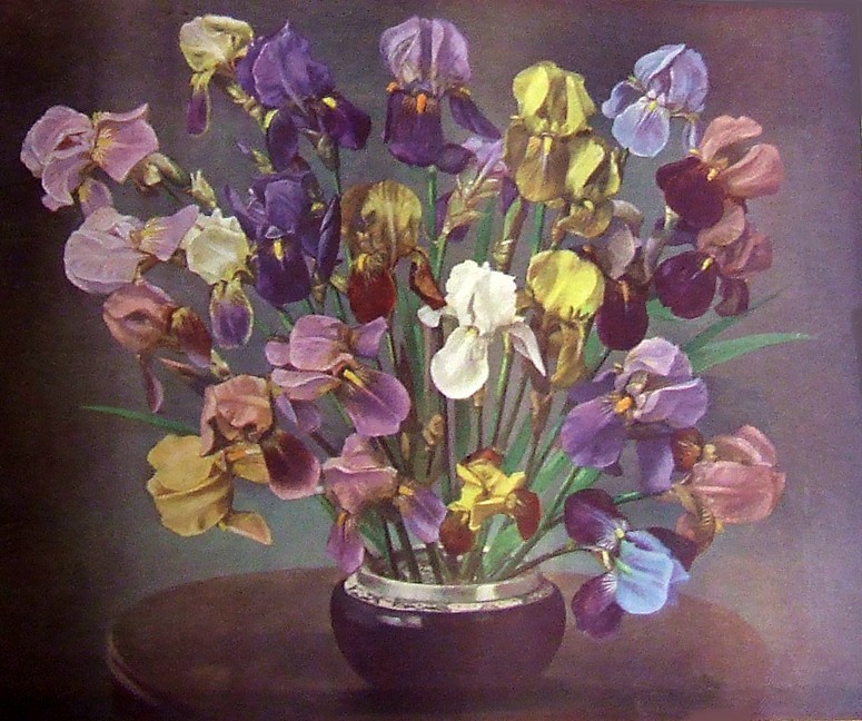 The Modern Bearded Irises HERITAGE IRISES