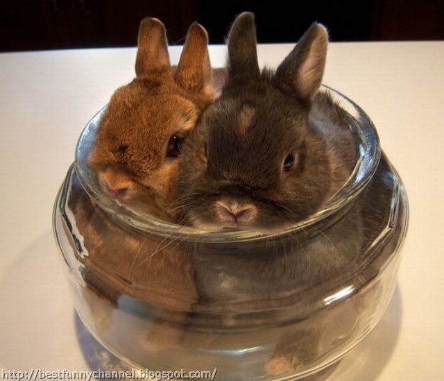 Cute and funny pictures of animals 64. Bunnies 8.