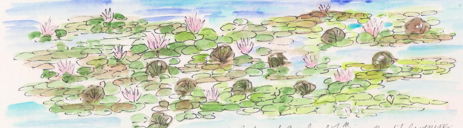 Plays With Pencils Pink Water Lilies And Flipping Lily Pads