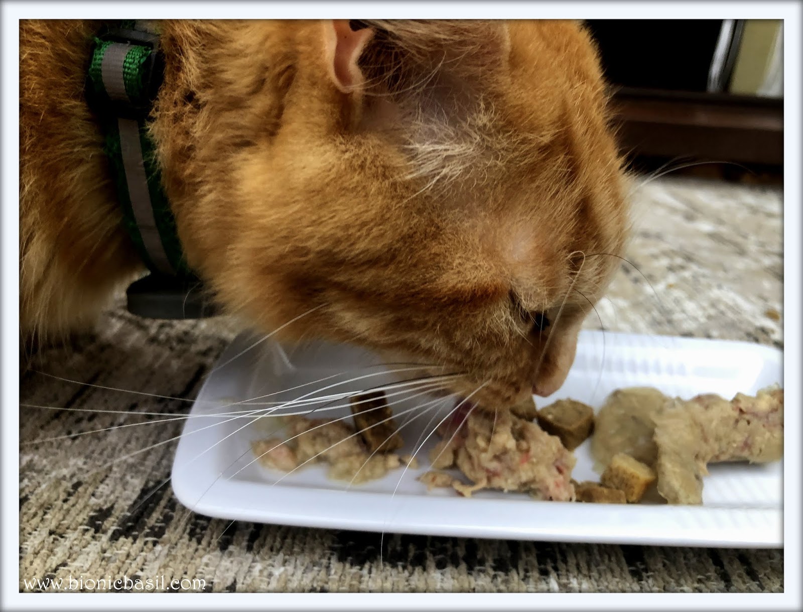 Bionic Basil® home of Basil and The B Team WHAT'S IN THE BOX? on In