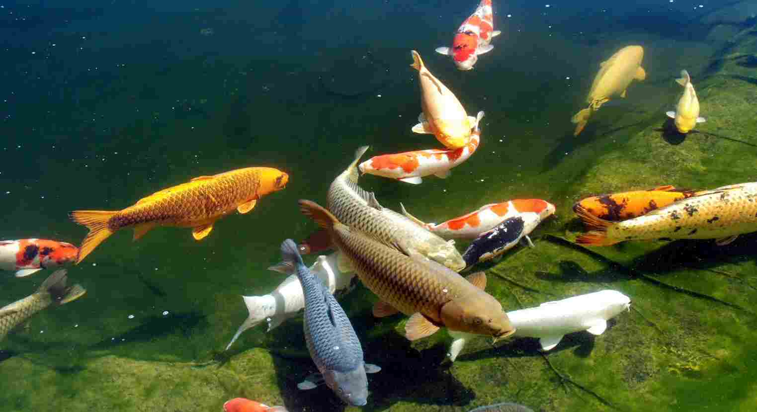 wa-koi-pond-water-treatment.jpg