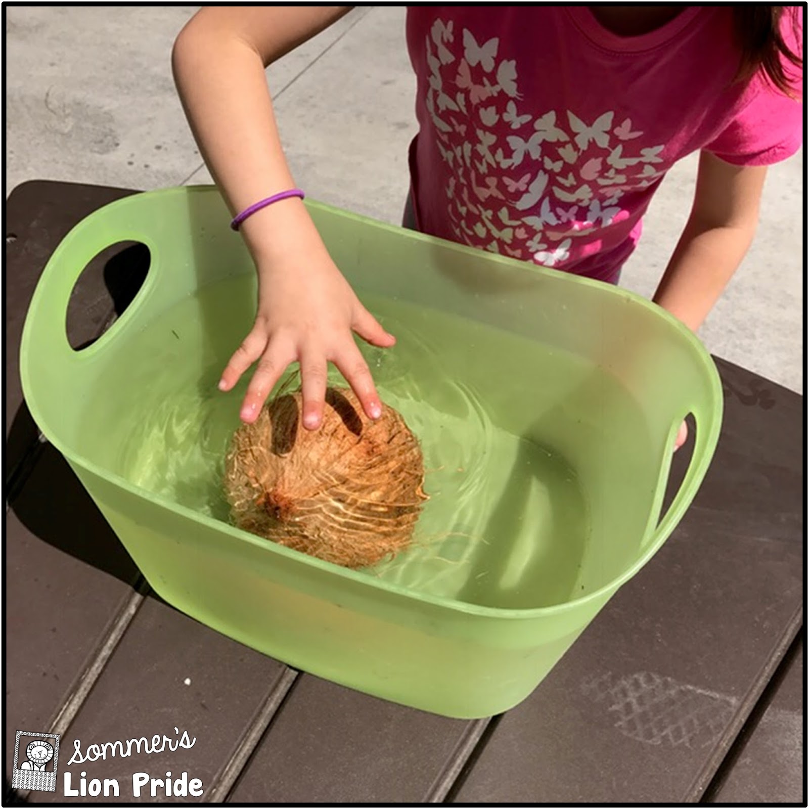 Sommer's Lion Pride: The Science of Coconuts in Your Kindergarten Classroom