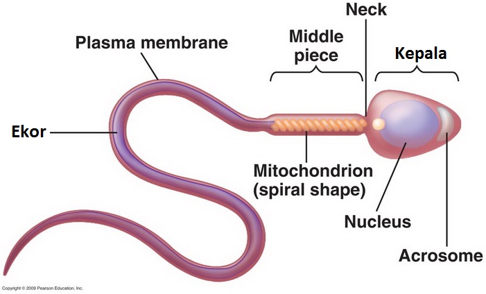 Bagian kepala sperma yang menghasilkan enzim adalah