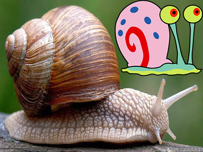 Ciri-Ciri dan Contoh Mollusca Lengkap - Sebutkan Apa Ciri-Ciri dan Contoh Mollusca Lengkap - Sebutkan Apa