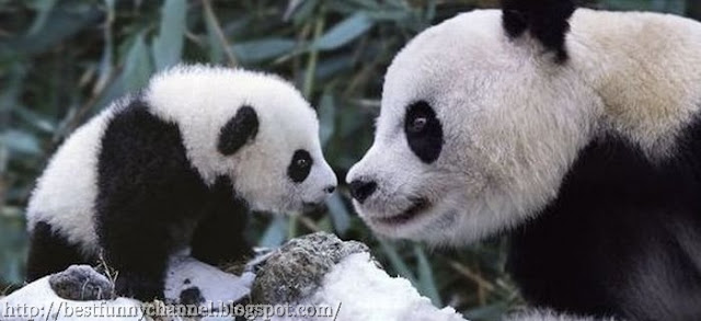 Two cute pandas.