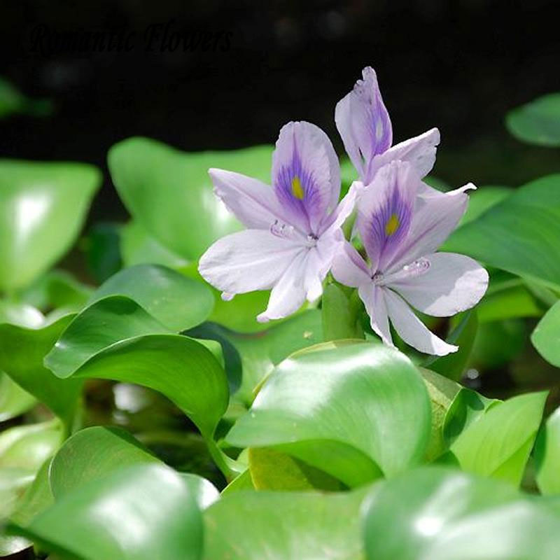 New Water Hyacinth Seeds, Best Germinate Pond Aquarium Seeds 100 pcs