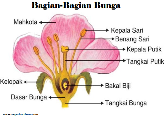 Gambar Bagian Bagian Bunga Sepatu Berbagai Bagian Penting