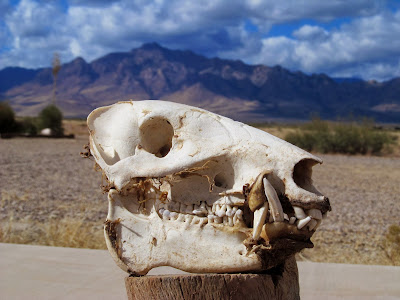 mammal skull
