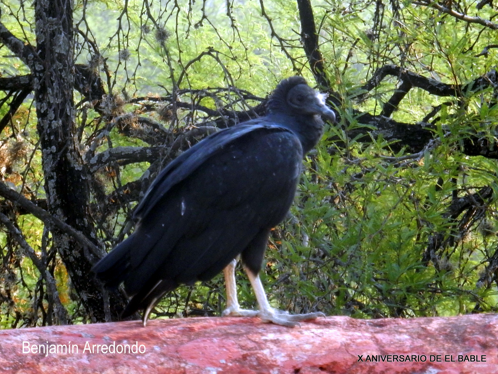 El Bable Tzopilotl (tzotl) inmundicia, (pilotl (colgante). El zopilote