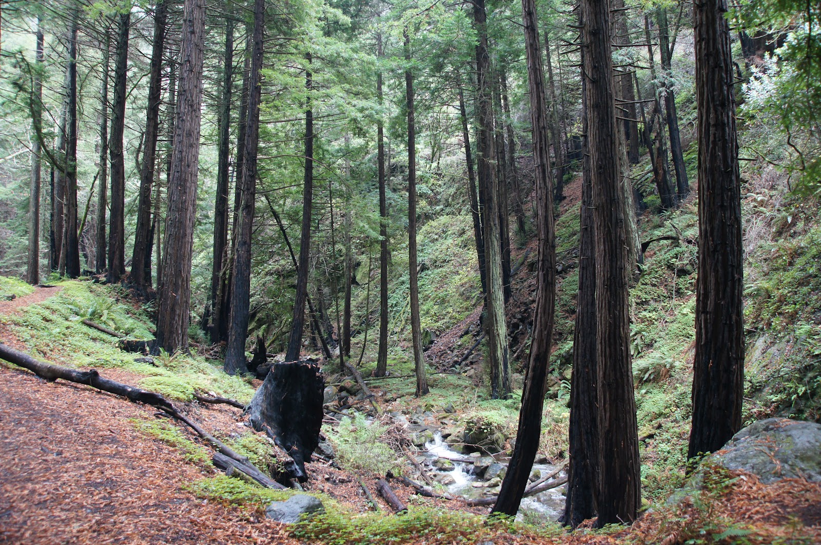Mamma Quail Hiking California Redwoods In the Rain A Wet Hiking at