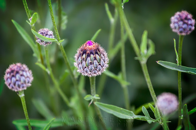 Macro image of greater knapweed buds at Barnack Hills & Holes