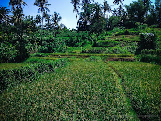 Natural Scenery Of Agricultural Land On A Sunny Day At Ringdikit Village, North Bali, Indonesia