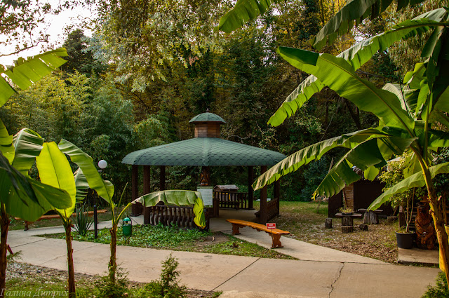 Японский дворик Дендрарий Сочи Путешествия: Японский дворик Дендрарий Сочи