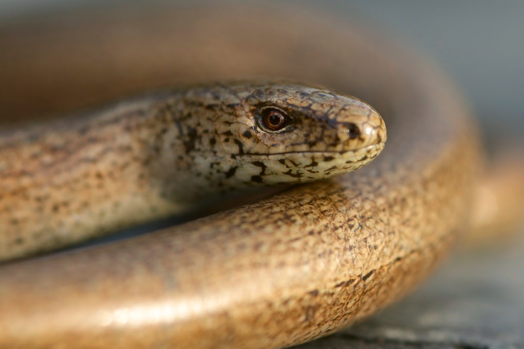 Bowler's Blog Slowworms Bowler's Blog Slowworms