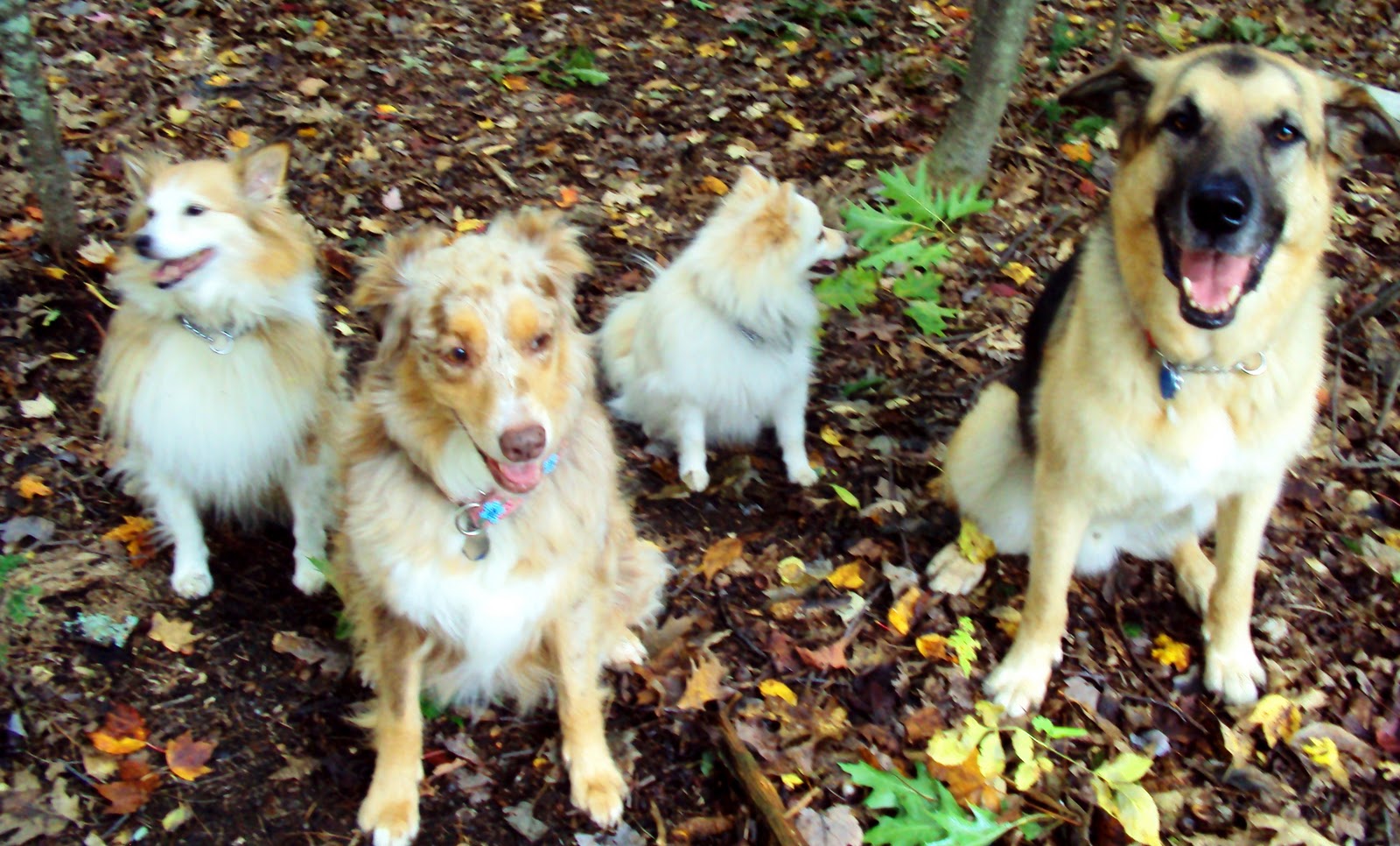 Ottawa Valley Dog Whisperer TO GREET A DOG YOU DO NOT KNOW