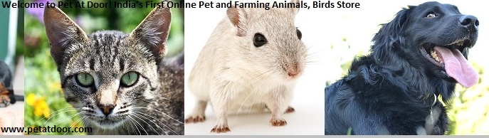 Welcome To Pet At Door India S First Online Pet And Farming