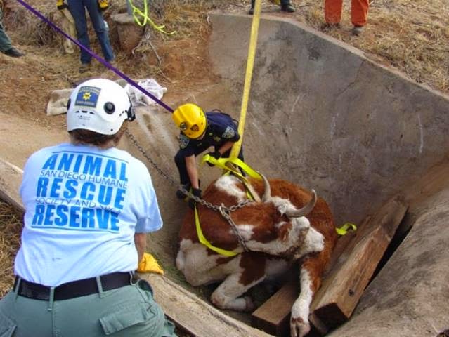 Actos heroicos que salvaron animales en peligro. 