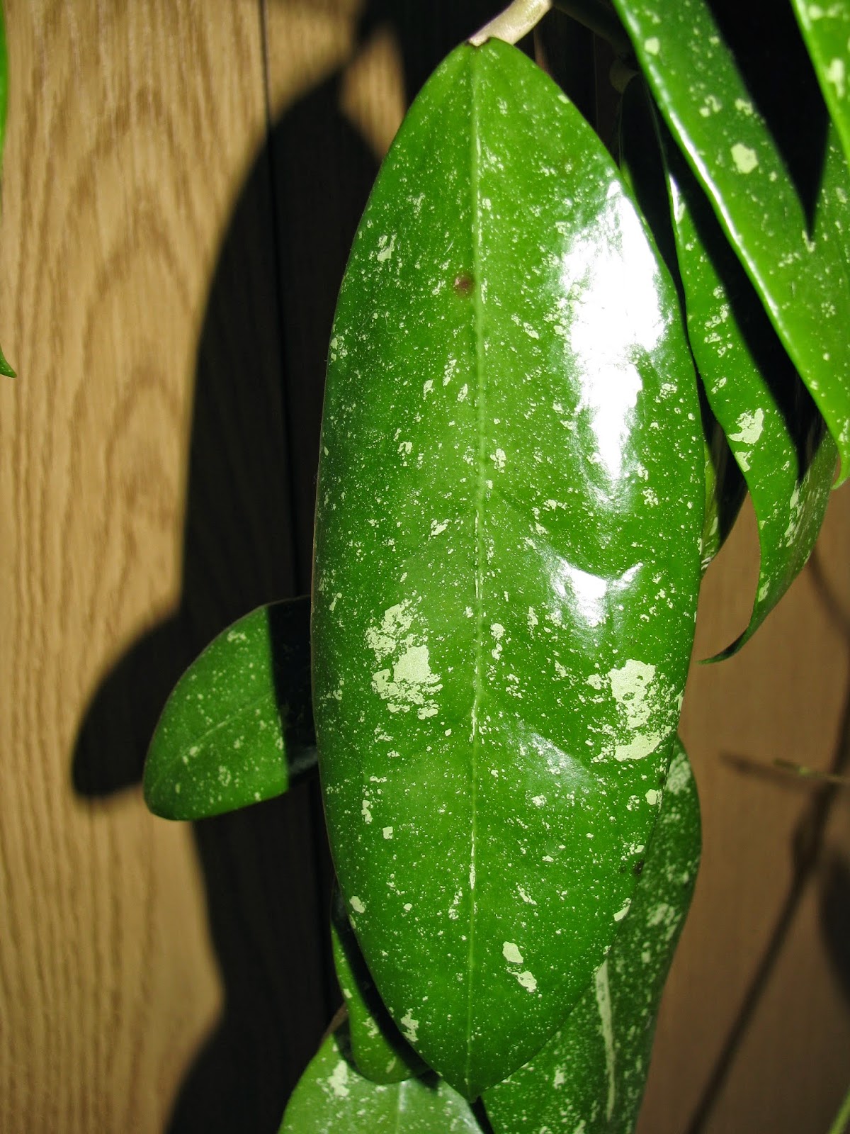 Zielona Przystań Lulu ______: Abecadło - hoya EPC-600