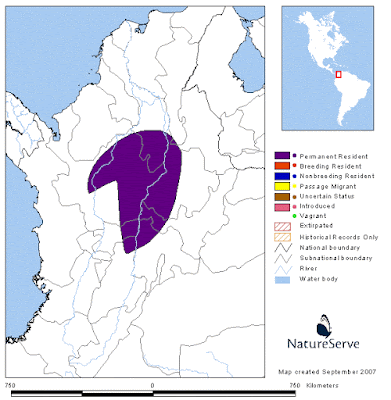 Capito hypoleucus map