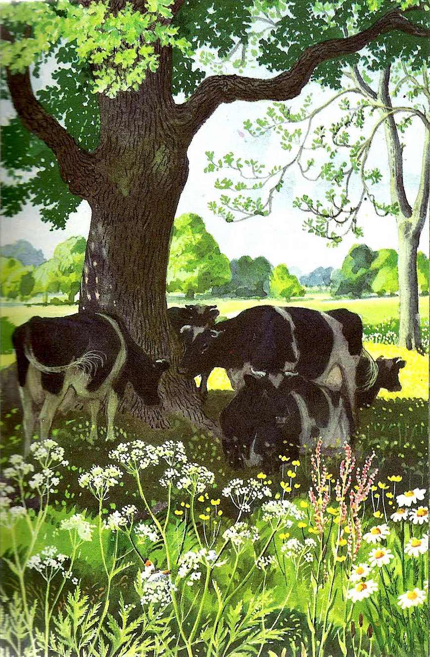 CF Tunnicliffe CF Tunnicliffe cows in shade