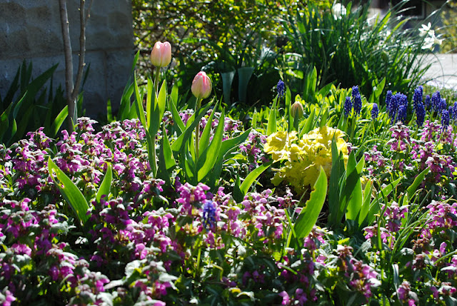 Tulip Angelique, Lamium, Muscari armenicum and Heuchera 'Citronelle' in the Driveway Garden... iris foliage coming up through these ground covers and the rose bush in the back anchor this planting with some needed green. 