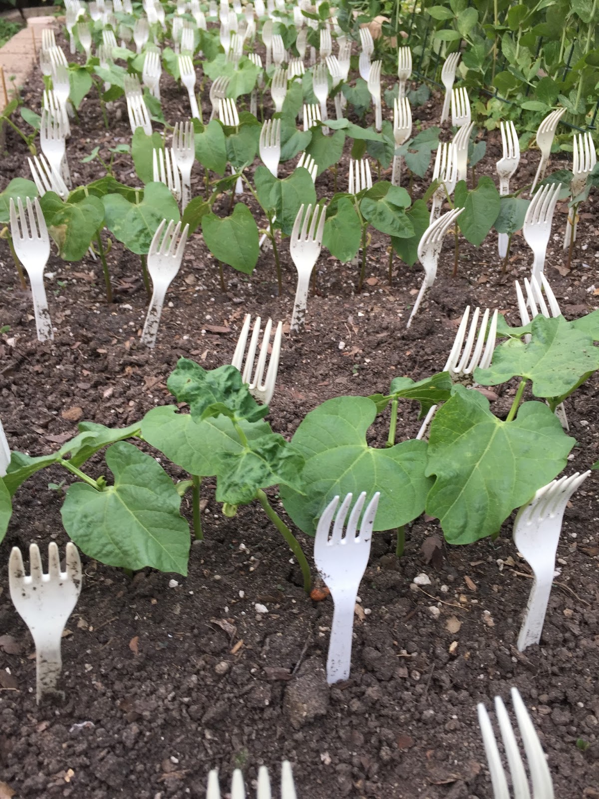 Use a ForkTress to protect your green bean seedlings