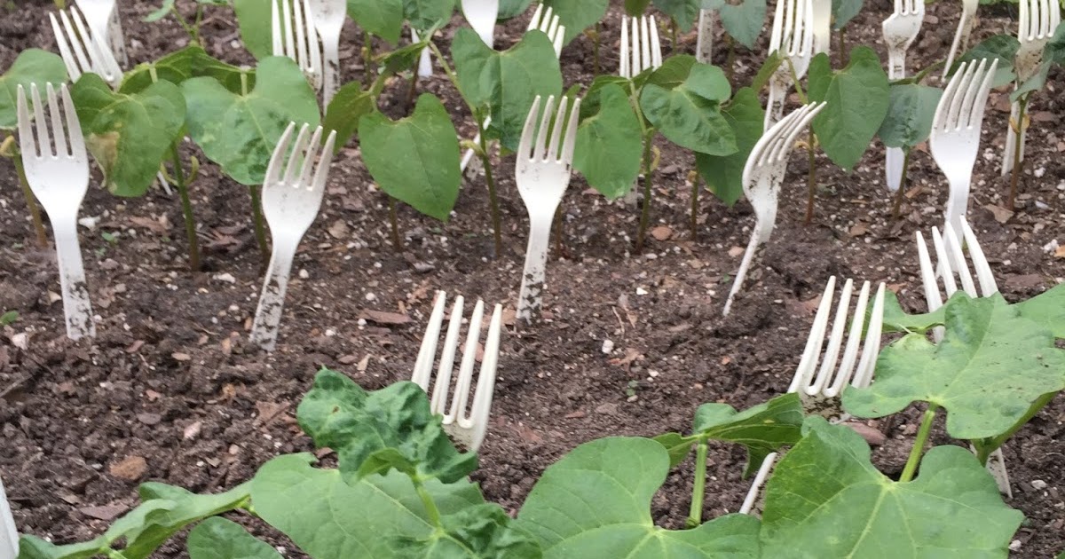 Use a ForkTress to protect your green bean seedlings
