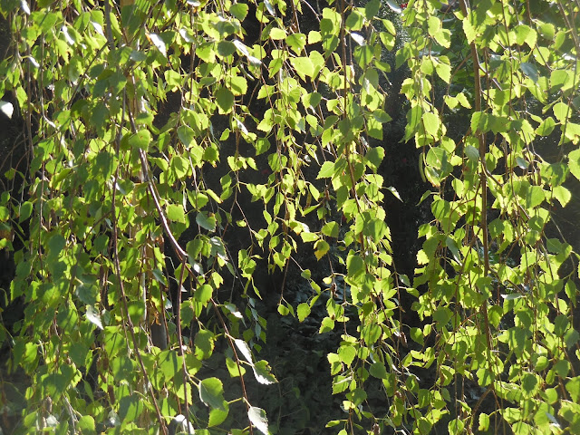 betula pendula