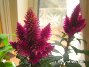 Fuzzy Purple Flowers