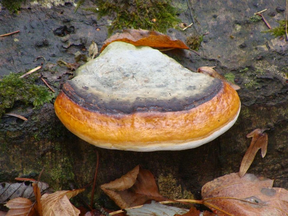 Fomitopsis pinicola DSC28841