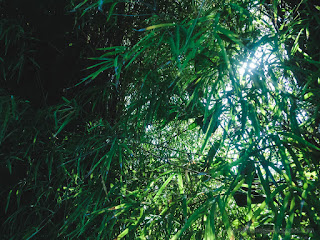 Warmth Atmosphere Of The Morning Sunshine Between The Leaves Of The Bamboo Tree