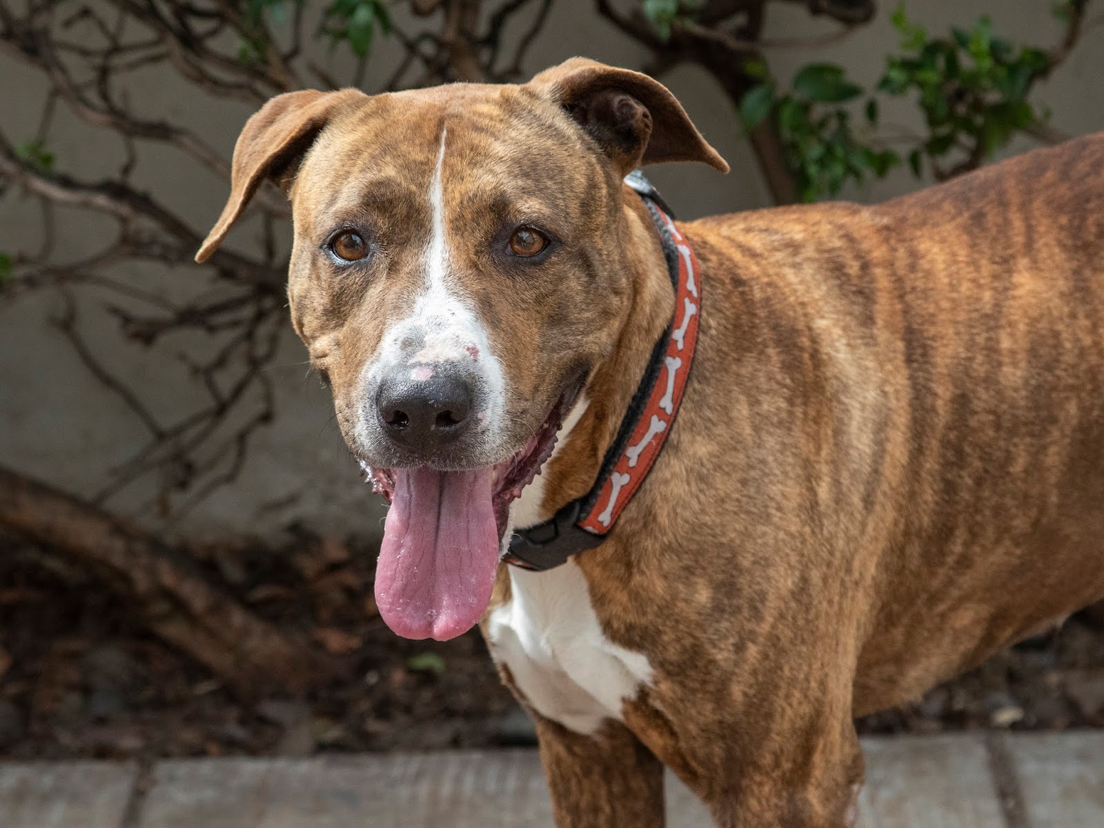 Monrovia Now: News and Comment about Monrovia, California: Nala - Dog