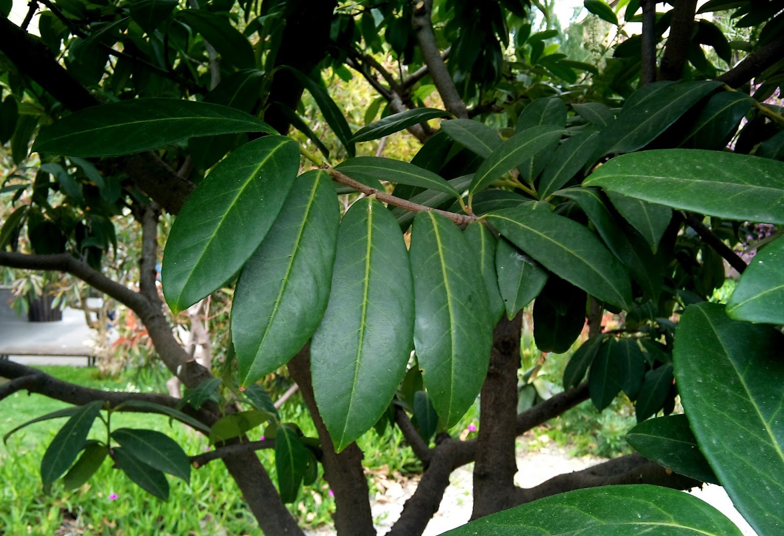 Árboles con alma Laurel real. Laurelcerezo. Laurel romano (Prunus