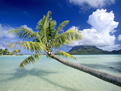 tropical island beach palm tree water looking beaches trees background islands pretty wallpapers backgrounds paradise stunning sand computer places palmtree