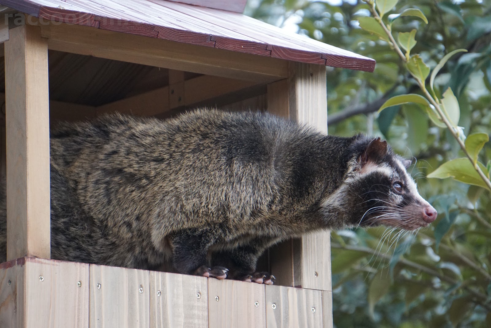 ハクビシン 性格 ハクビシンとはどんな動物 駆除したほうがいいの