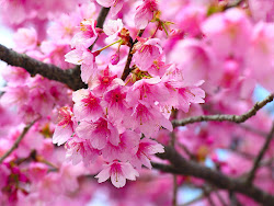 cherry blossom flower blossoms flowers pink shidarezakura