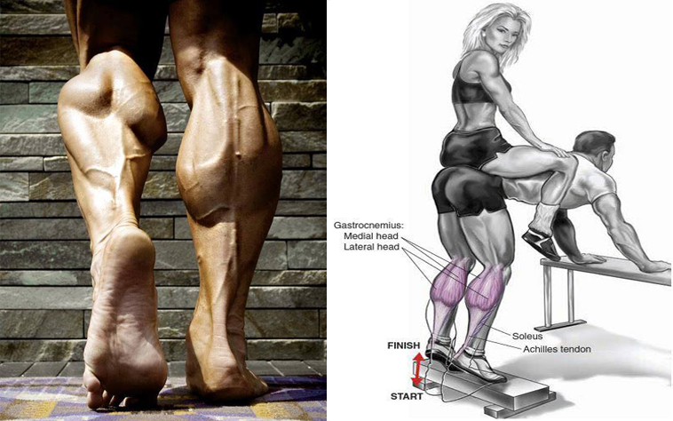 Lower Leg Muscle Building Lower Leg Muscle Building