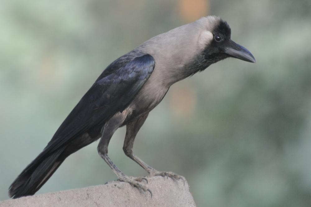 Understanding House Crows (Corvus splendens)