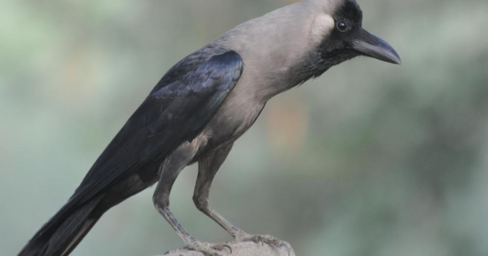Understanding House Crows (Corvus splendens)