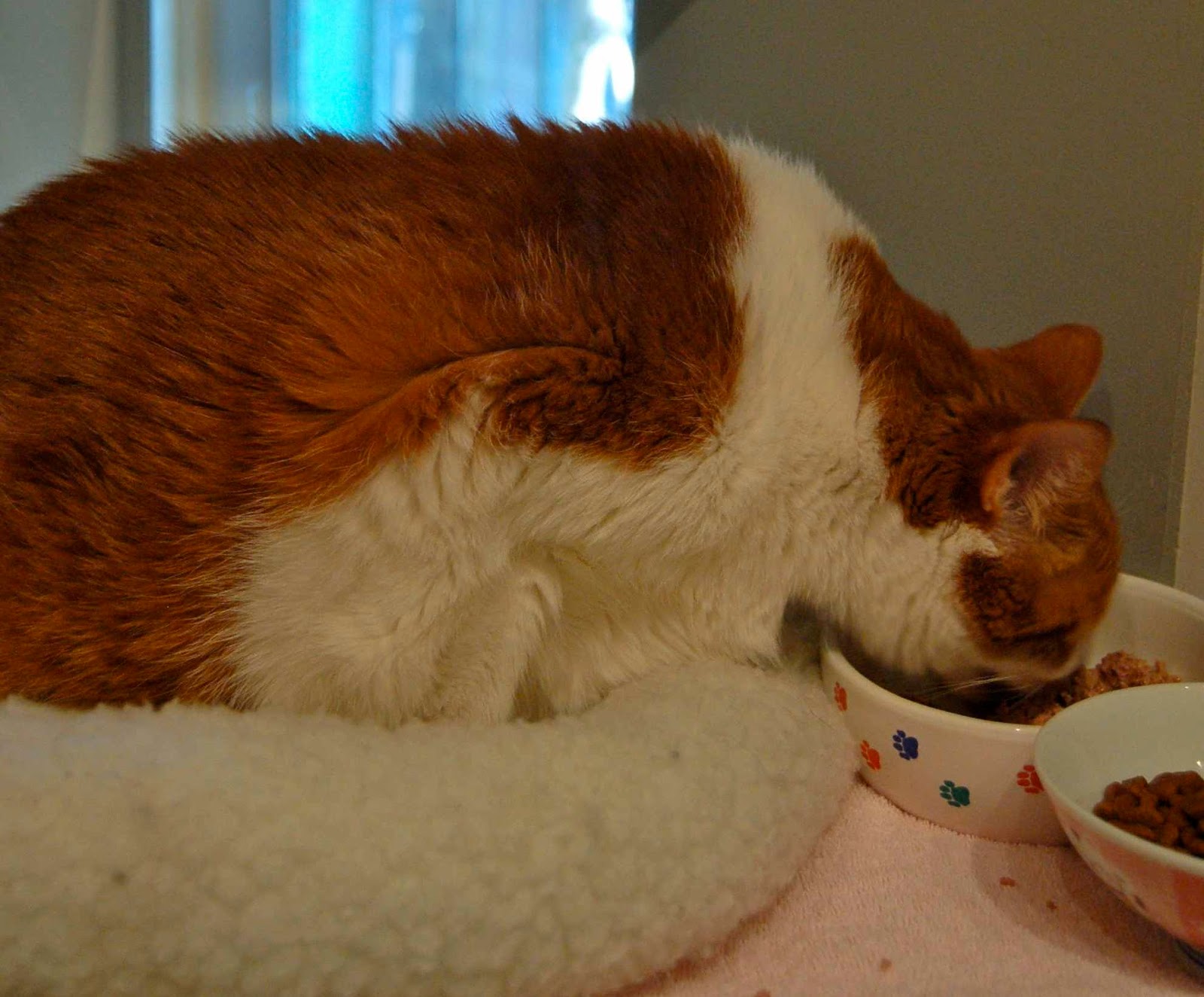 Animal Endocrine Clinic Diet And Nutritional Management Of