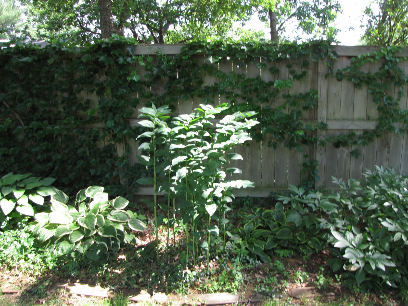 A Corner Garden Sunday's Garden Tour