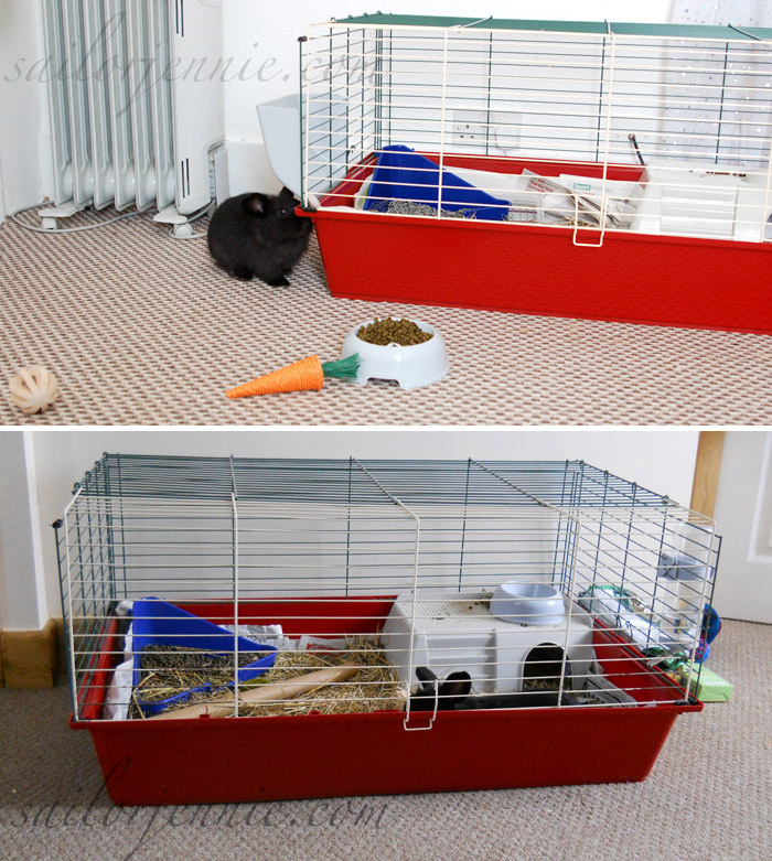 rabbit apartment cages