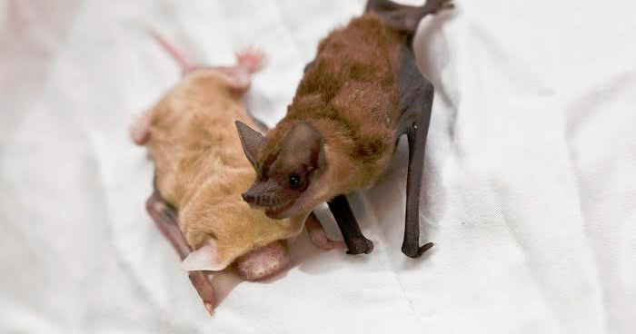 Wildcare Australia | Eastern Freetail Bats